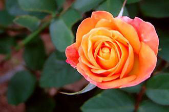 annerose001t330-min.jpg